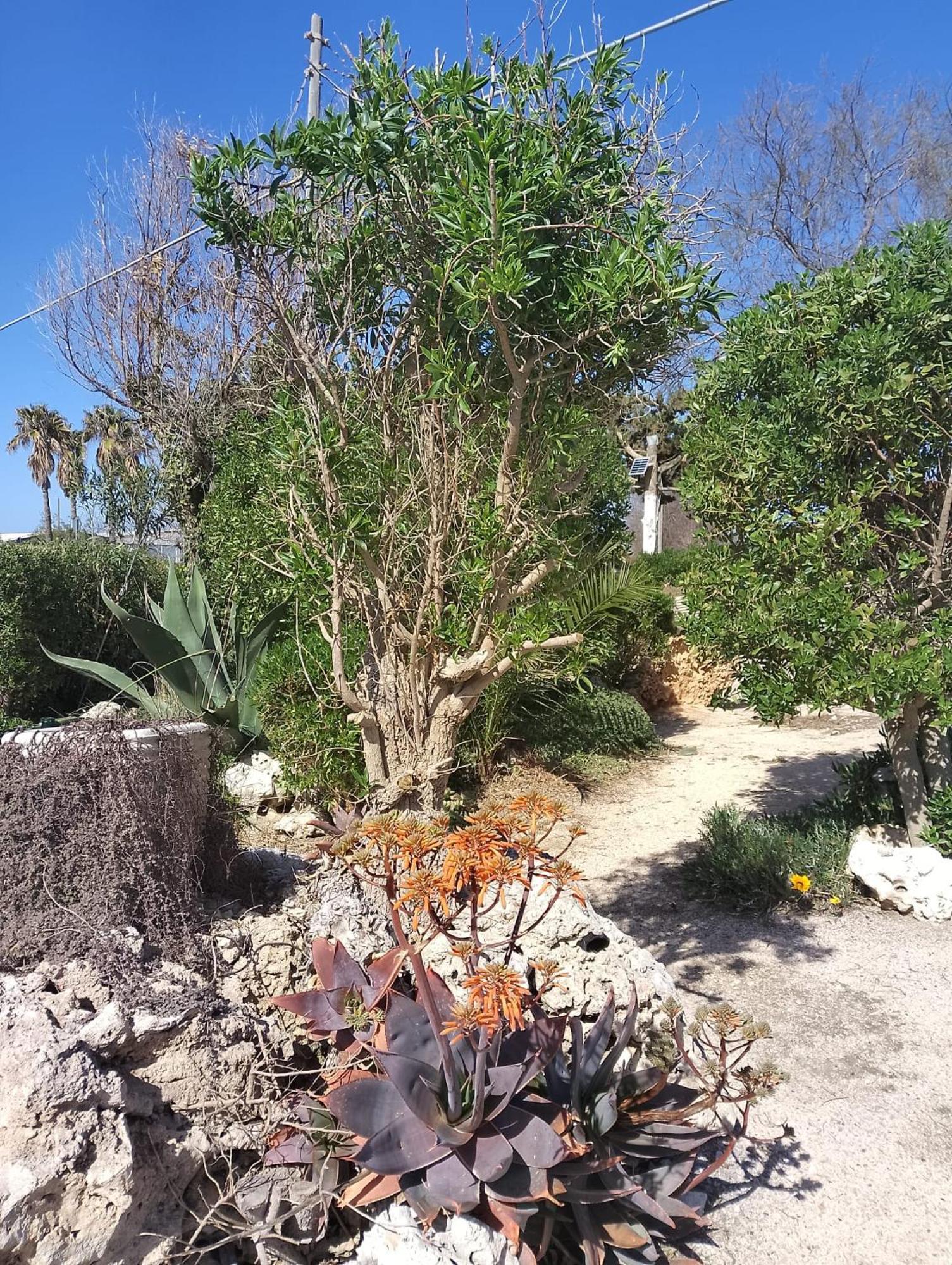 Punta Grossa Apartments By My Home Apulia ตอร์เลลาปิลโล ภายนอก รูปภาพ